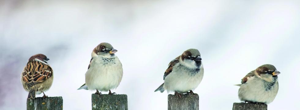 Vögel sitzen auf Holzpfosten