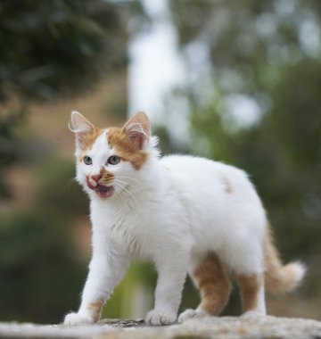 Katze auf einem Stein