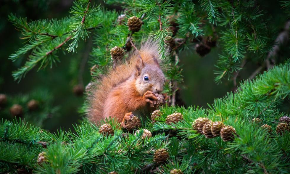 Eichhörnchen knackt Nüsse