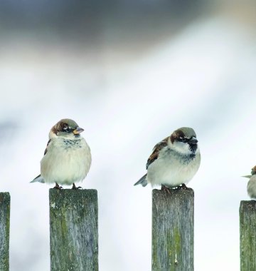 Vögel sitzen auf Holzpfosten