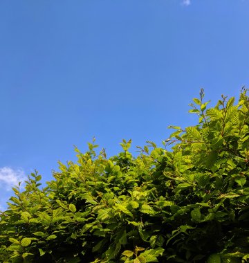 Hecke-Himmel