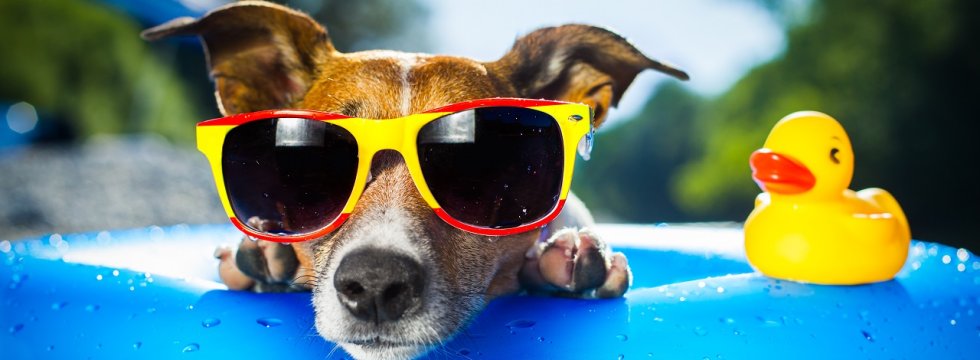 verrückter Hund