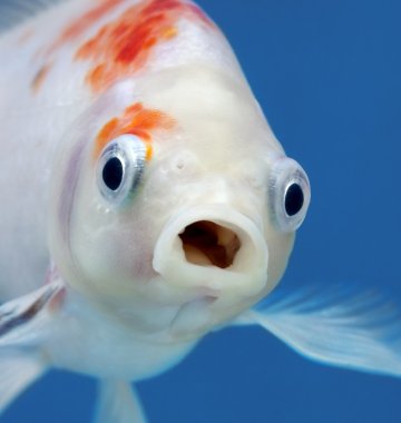 staunender Fisch