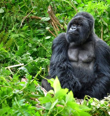Gorilla