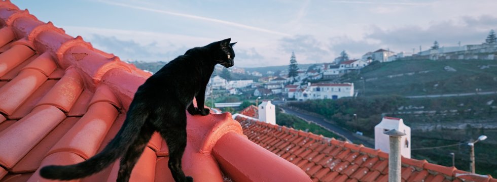 Katze auf Dach