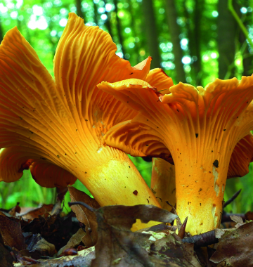 Pilze im Wald