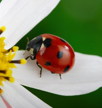 Marienkäfer sitzt auf einer Blüte