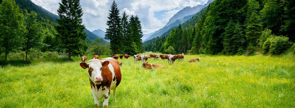 Mehrere Kühe grasen auf einer Weide im Gebirge, von denen eine stark im Vordergrund steht und auf die Kamera schaut.