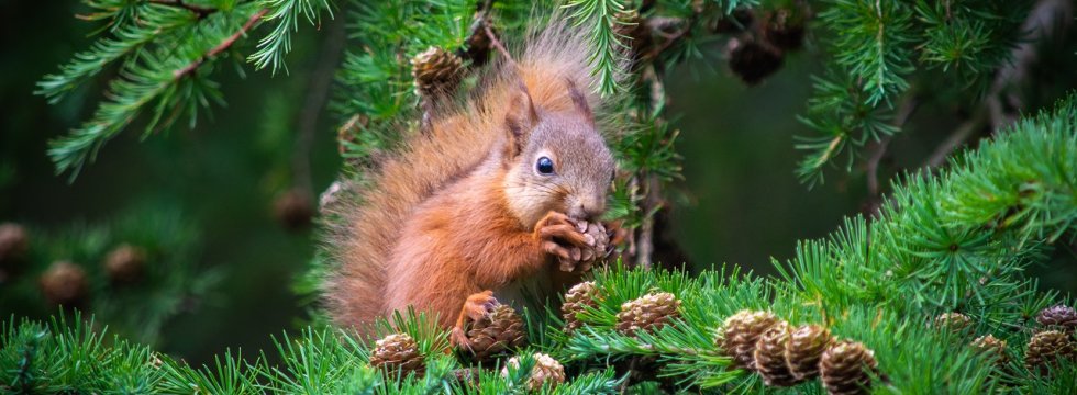 Eichhörnchen knackt Nüsse