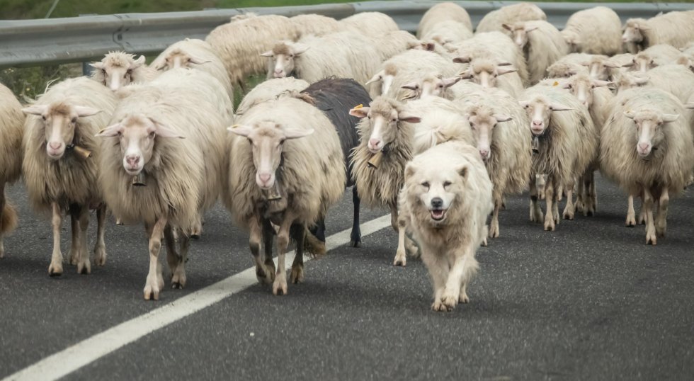 The-odd-one-out-quiz-shutterstock Schafe Schaftsherde Hund Hütehund