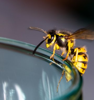 Wespe auf einem Glasrand