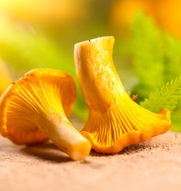 Pilze neben grünen Blättern auf einer rauen Oberfläche