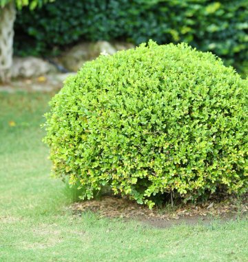 beat around the bush