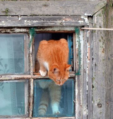 Katze krabbelt aus dem Fenster