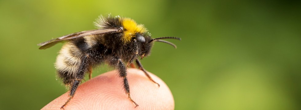Eine Hummel sitzt auf der Spitze eines menschlichen Fingers.