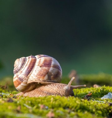 Weinbergschnecke