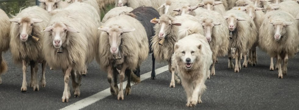 Schafe Schaftsherde Hund Hütehund