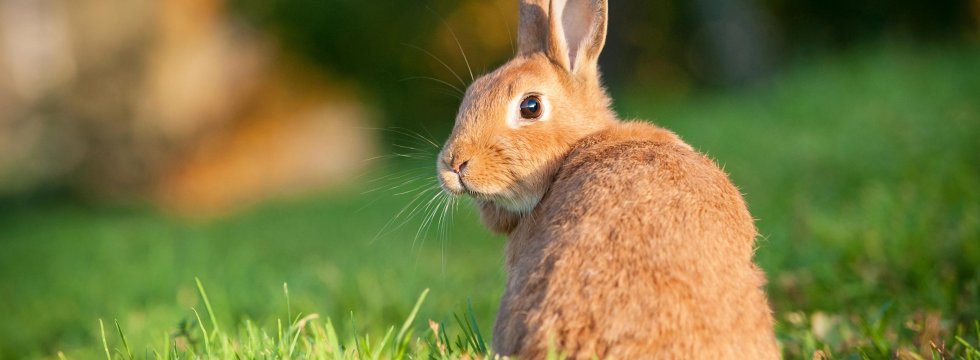 Hase auf einer Wiese