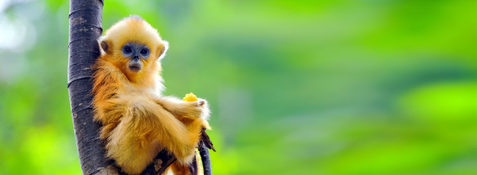 Ein Äffchen mit hellem Fell sitzt auf einem Baum.