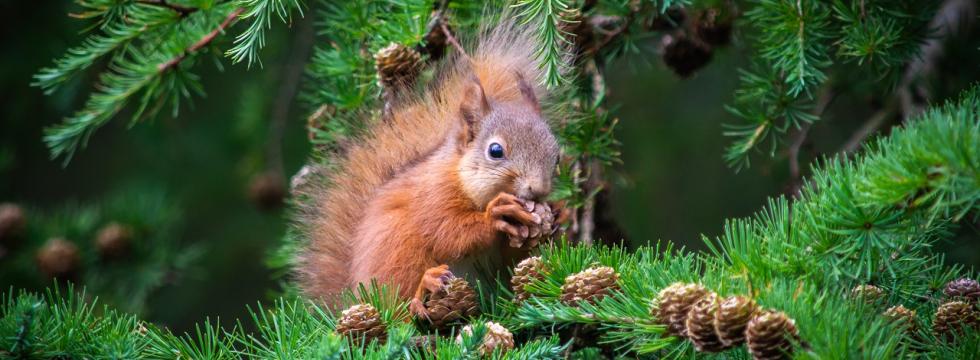 Eichhörnchen knackt Nüsse