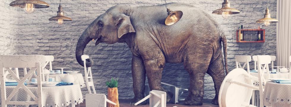 Elefant im Porzellanladen