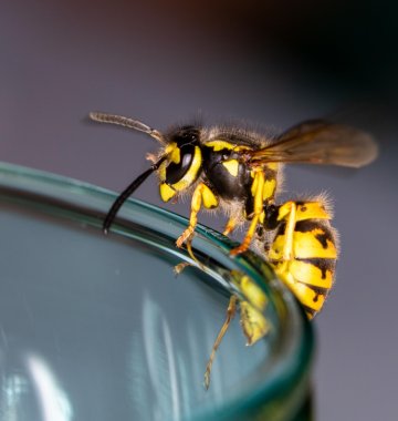 Wespe auf der Kante eines von einem Glas