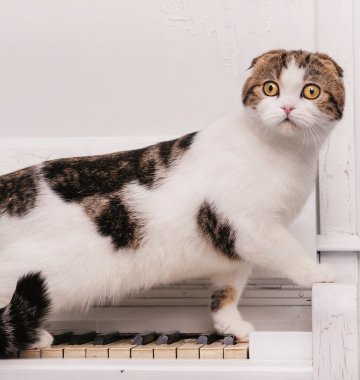 Katze auf klavier