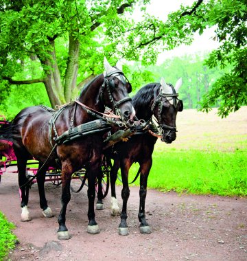 Pferdekutsche im Park