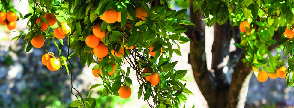 Stammprnzip-Stamm-eines-Orangenbaums