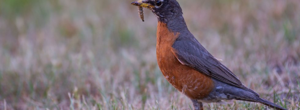 Vogel auf einer Wiese mit einem Wurm im Mund