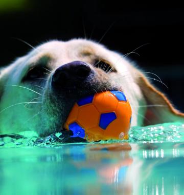 Hund im Wasser mit einem Ball