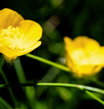 Blühende Butterblumen