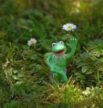 Frosch/ frog