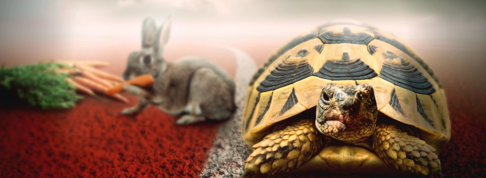 hase-schildkröte-rennen-quiz-zu-redewendungen