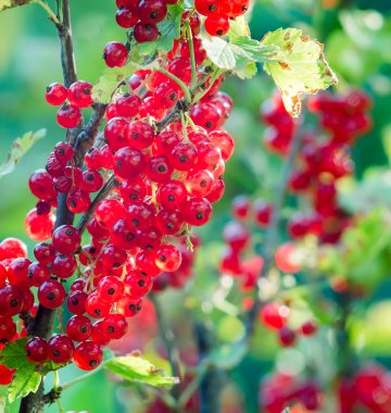 Johannisbeeren