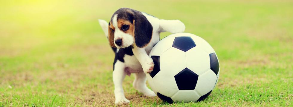 Kleiner Hund mit Fußball