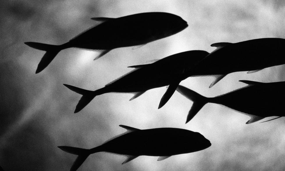 Silhouetten von schwimmenden Delfinen in schwarz-weiß
