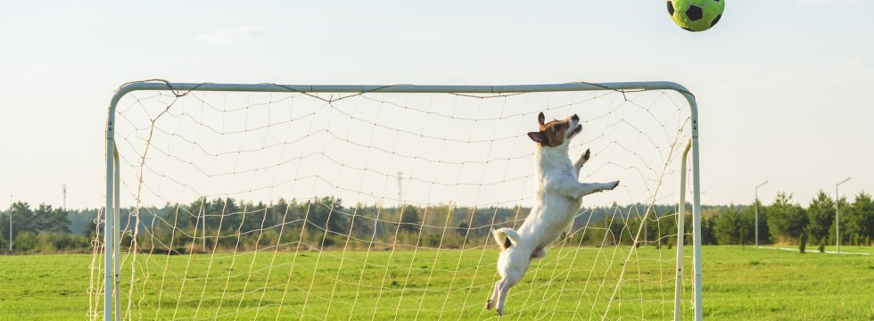 hund-spielt-fussball