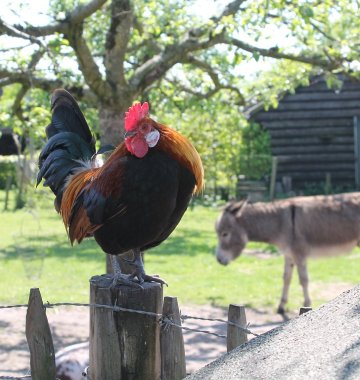 Hahn und Esel