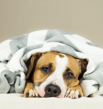 Ein Hund kuschelt sich unter eine Decke