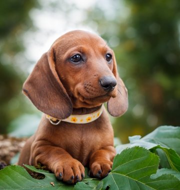 Dachshund