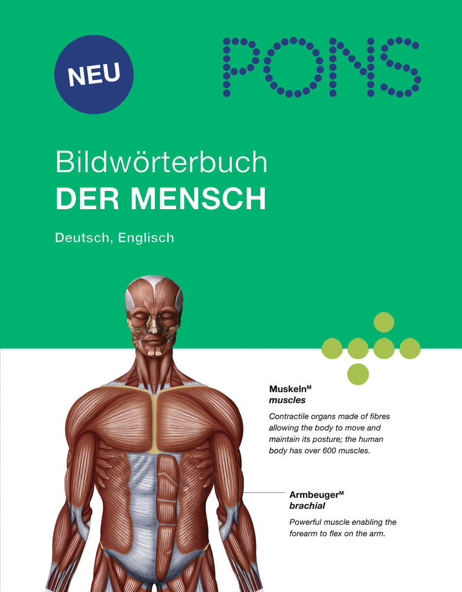 PONS Bildwörterbuch Der Mensch Umschlag eines zweisprachigen deutsch-englischen Bildwörterbuchs über den menschlichen Körper mit einer beschrifteten anatomischen Abbildung der Muskelgruppen.