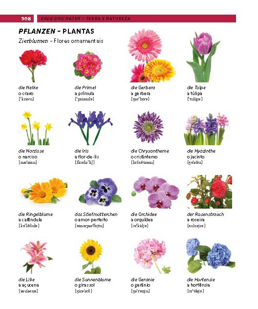 PONS Bildwörterbuch Portugiesisch