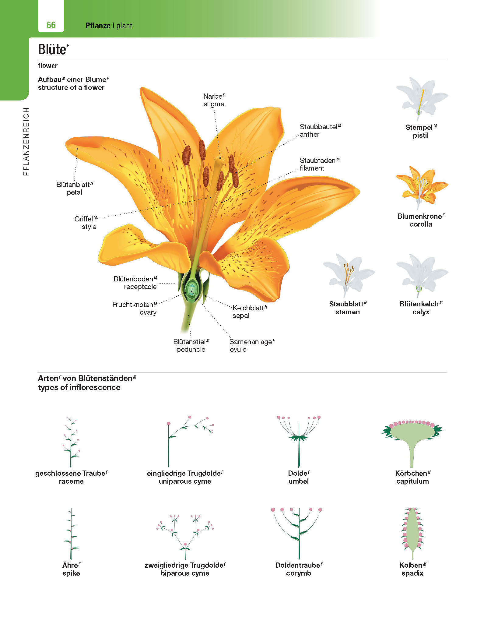 Langenscheidt Illustriertes Wörterbuch Englisch