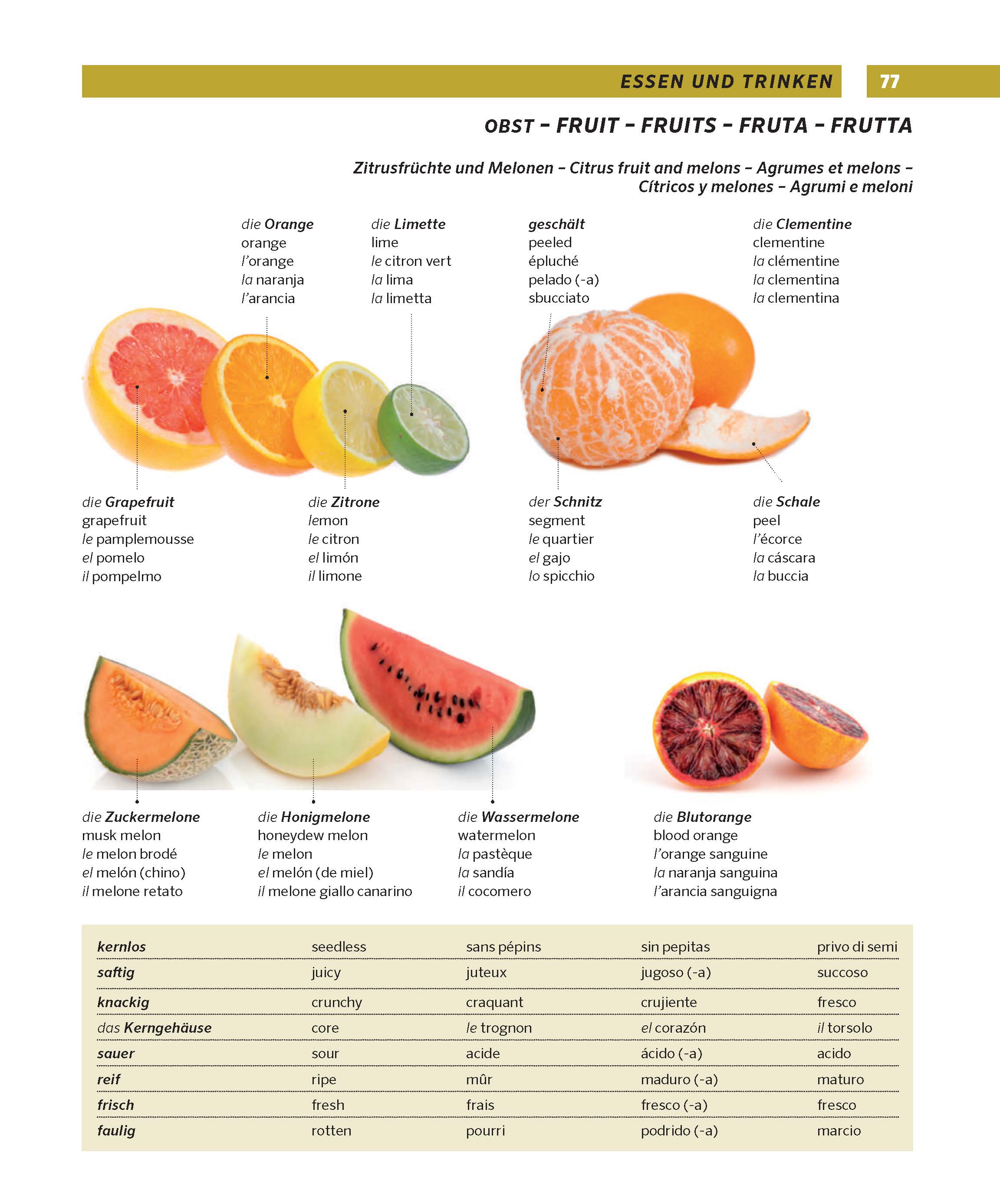 PONS Großes Bildwörterbuch Deutsch, Englisch, Französisch, Spanisch, Italienisch