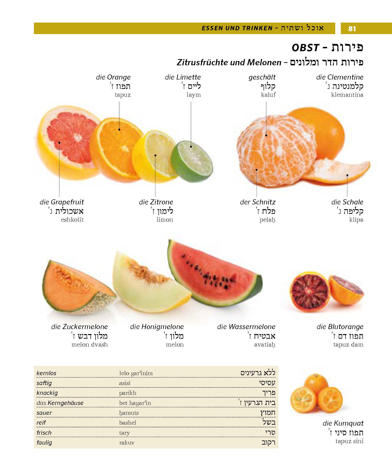 PONS Bildwörterbuch Hebräisch